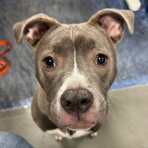 Listing for jamiade . Cato shorts